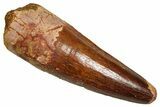 Fossil Spinosaurus Tooth - Feeding Worn Tooth #370699-1